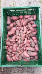 Kartoffelernte