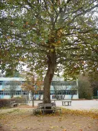 Unsere Baumbank: ein kühler Schattenplatz an heißen Tagen 