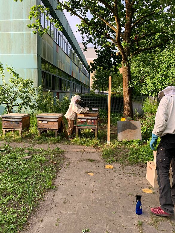 Einblick auf das Bienenvolk