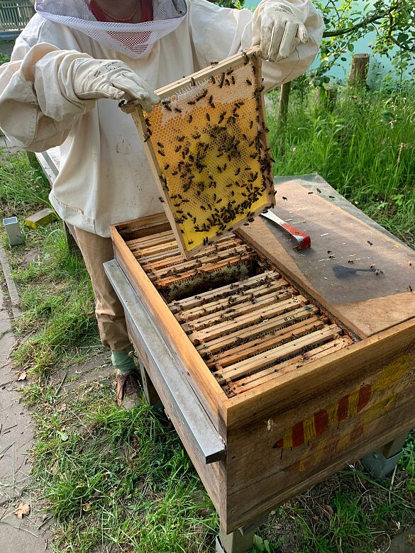 Einblick auf das Bienenvolk