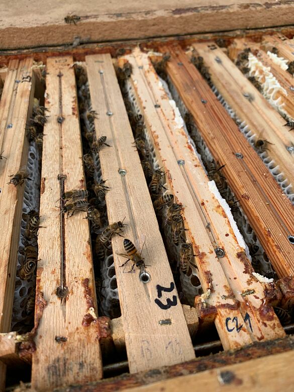 Einblick auf das Bienenvolk
