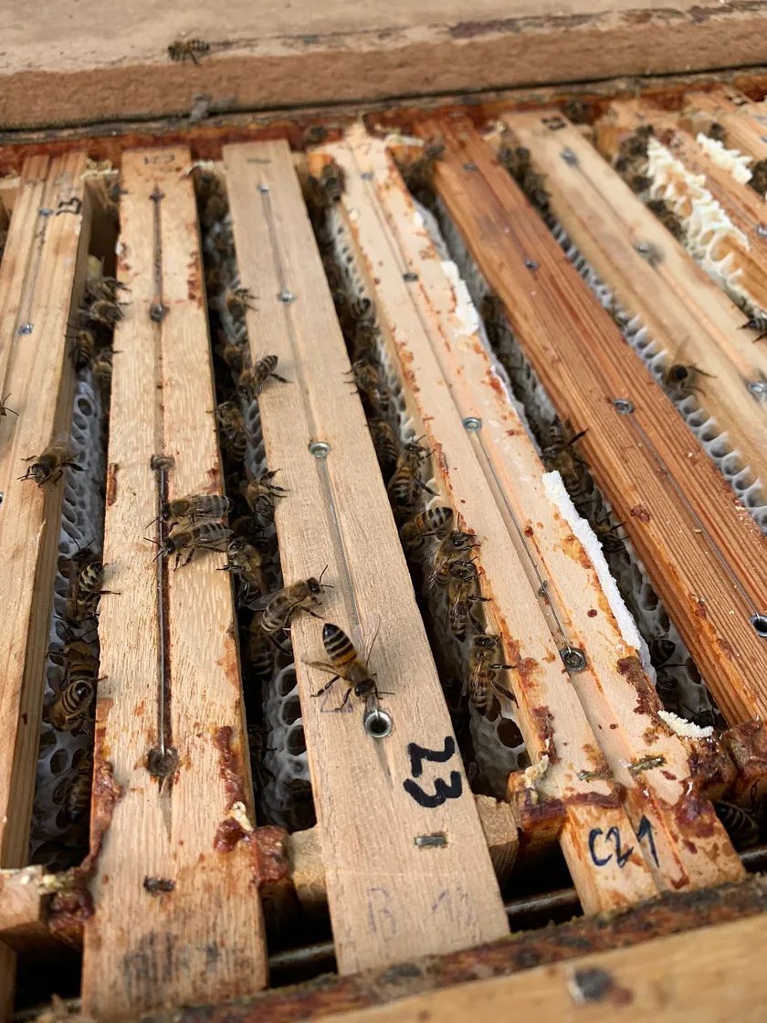 Einblick auf das Bienenvolk
