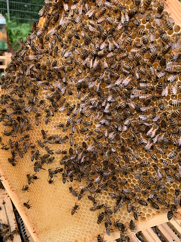 Einblick auf das Bienenvolk