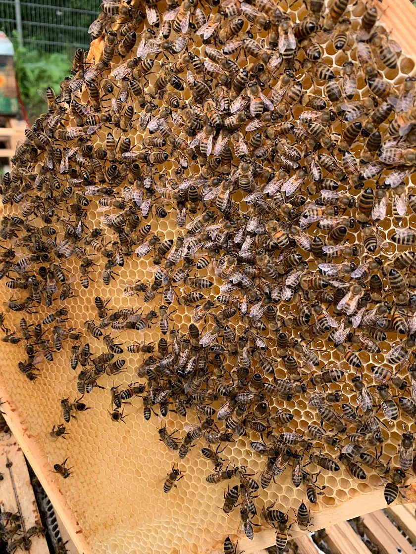 Einblick auf das Bienenvolk