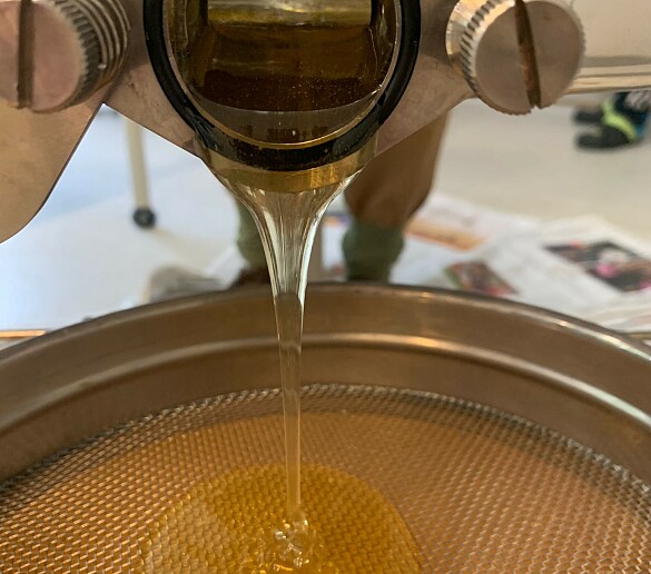 Einblick auf das Bienenvolk