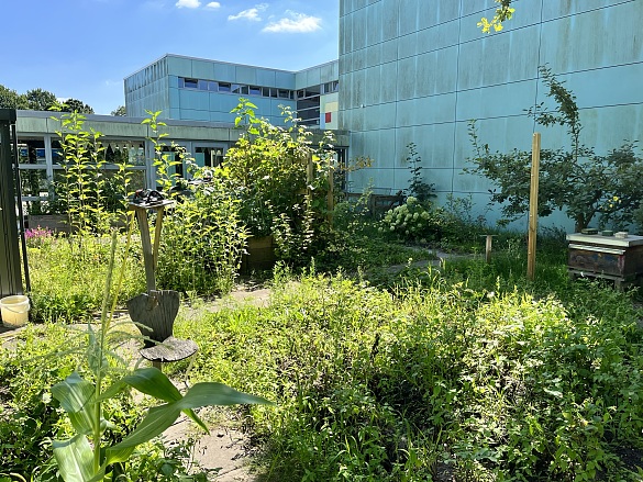 Einblicke in den Schulgarten