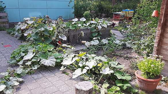 Einblicke in den Schulgarten